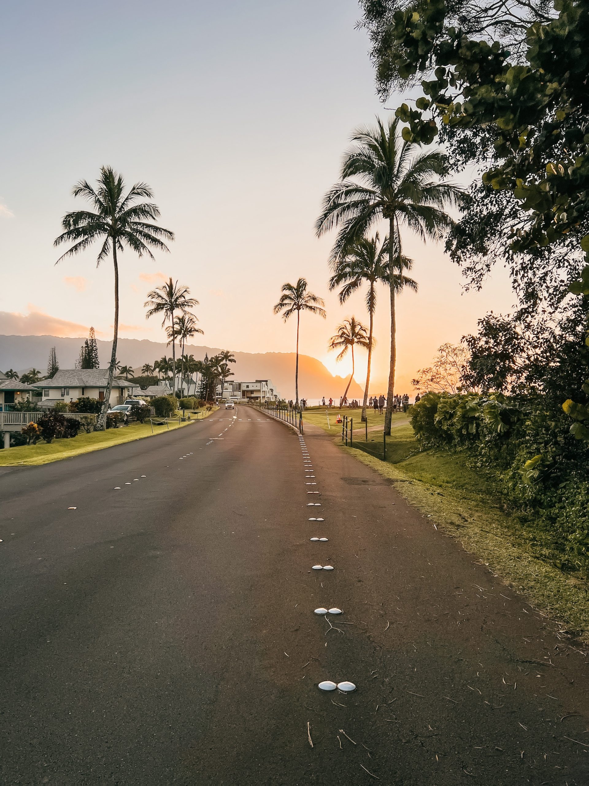 sunset road in kauai lined with palm trees