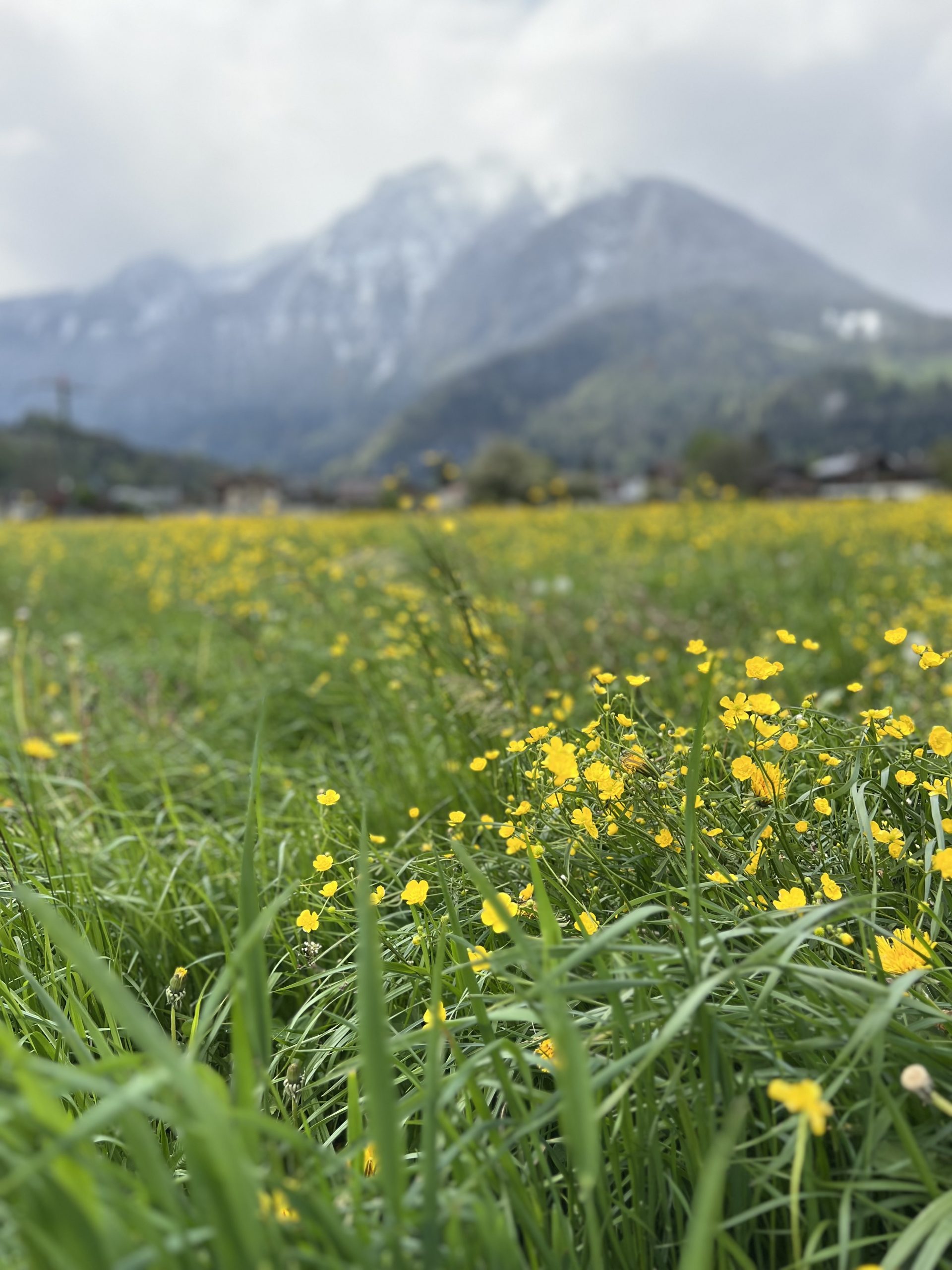 field in interlaken area of switzerland